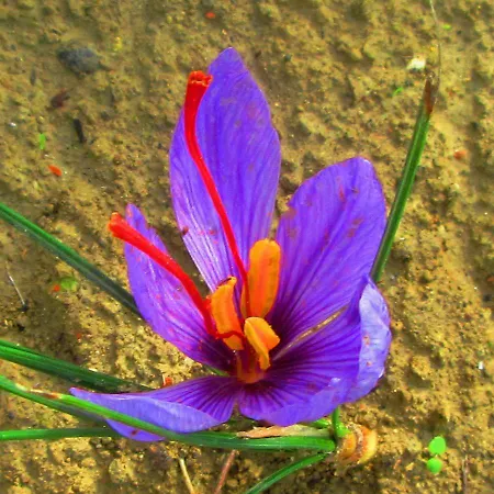 Villetta Sampaguita *