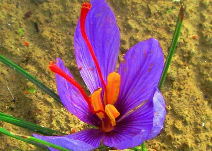 Villetta Sampaguita *